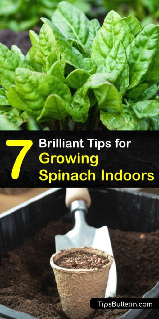 Spinach plants, arugula, and baby-spinach are favorite leafy greens that are easy to grow indoors. Find out about bolting, the importance of aphids, and full sun, then grab your spinach seeds and potting mix to grow your own spinach at home. #grow #spinach #indoors