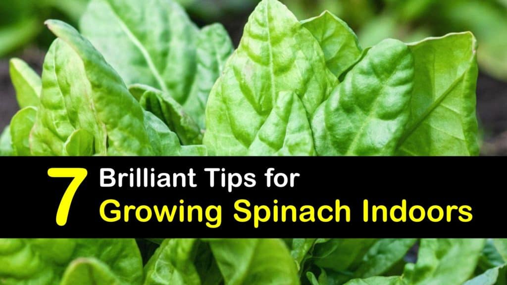 How to Grow Spinach Indoors