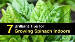 How to Grow Spinach Indoors titleimg1