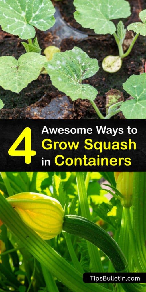 Container gardening allows you to grow your favorite squash varieties in small spaces. Plant summer squash types like zucchini, or winter squash like acorn or butternut. Grow vining cultivars on a trellis. Use nutrient-rich potting soil and a pot with drainage holes. #growing #squash #containers