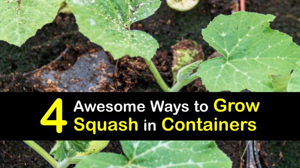 How to Grow Squash in a Container