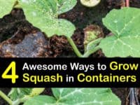 How to Grow Squash in a Container titleimg1