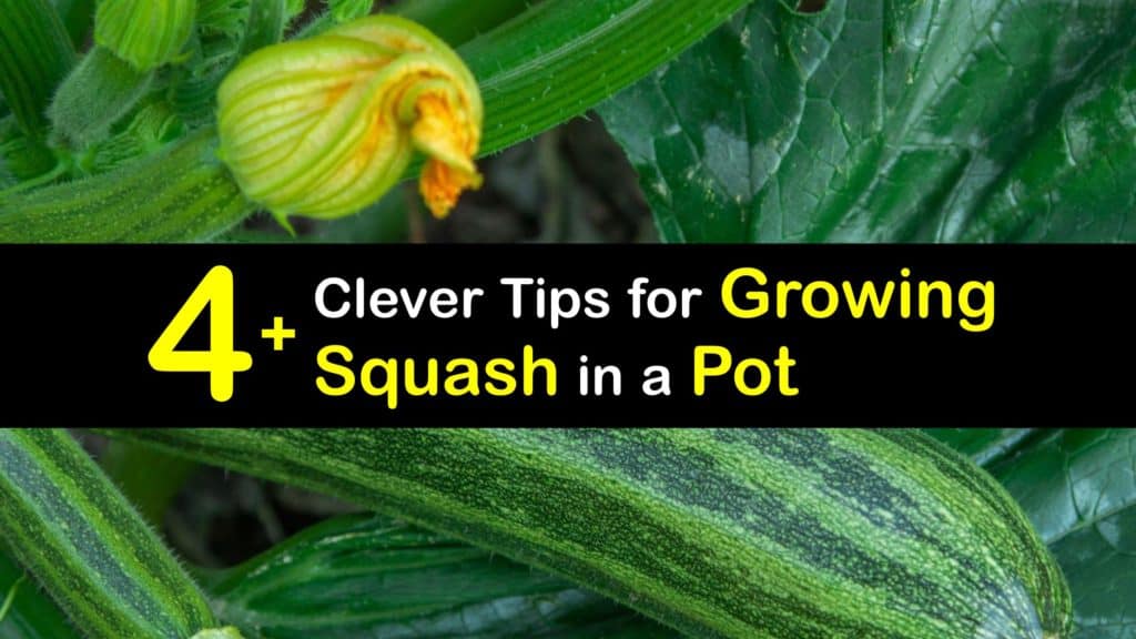 How to Grow Squash in a Pot