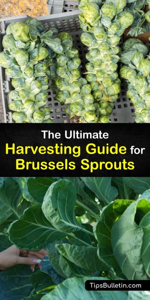 Brassica oleracea are important vegetables within the cabbage family for their nutritional benefits. After tending your garden, it's time to harvest. Follow our tips on harvesting Brussels sprouts from the bottom of the plant and how to avoid problems. #brussels #sprouts #harvest #gardening