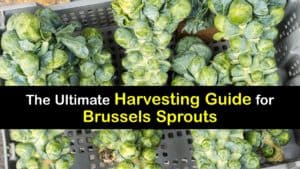 How to Harvest Brussels Sprouts titleimg1