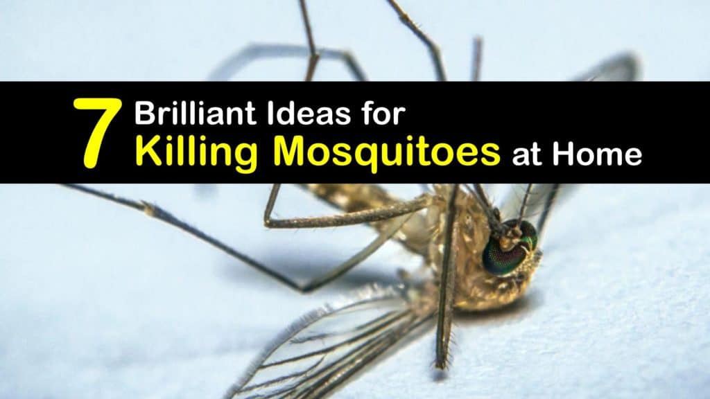 How to Kill Mosquitoes titleimg1