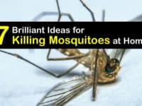 How to Kill Mosquitoes titleimg1