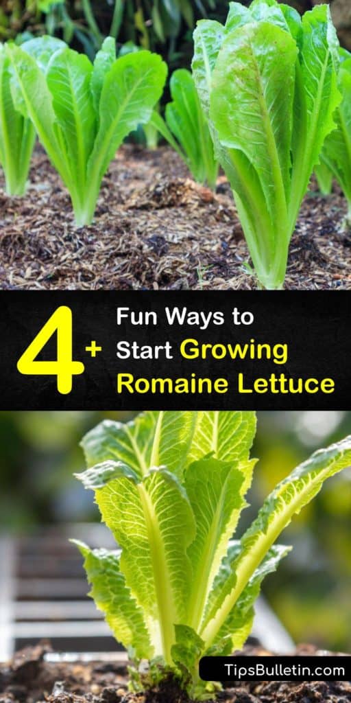 Discover several interesting ways to begin planting romaine lettuce. Learn about spacing, mulch, germination, and bolting as well as the pests that threaten your yields like aphids and how to take care of them. #romaine #lettuce #gardening #planting