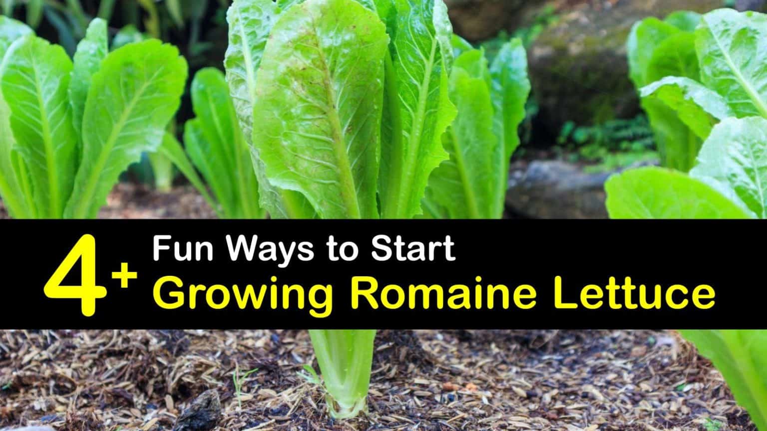 Growing Romaine Lettuce Incredible Tricks for Planting Romaine Lettuce