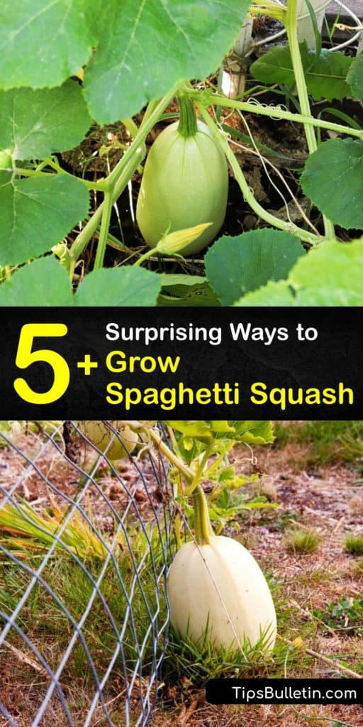 Among zucchini and acorn squash, spaghetti squash is unique as once it's cooked, it falls away from its rind in noodles, ready for eating. Learn about what to do during the growing season, including growing squash in full sun to make sure your squash ripens properly. #spaghetti #squash #growing