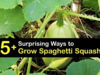How to Plant Spaghetti Squash titleimg1