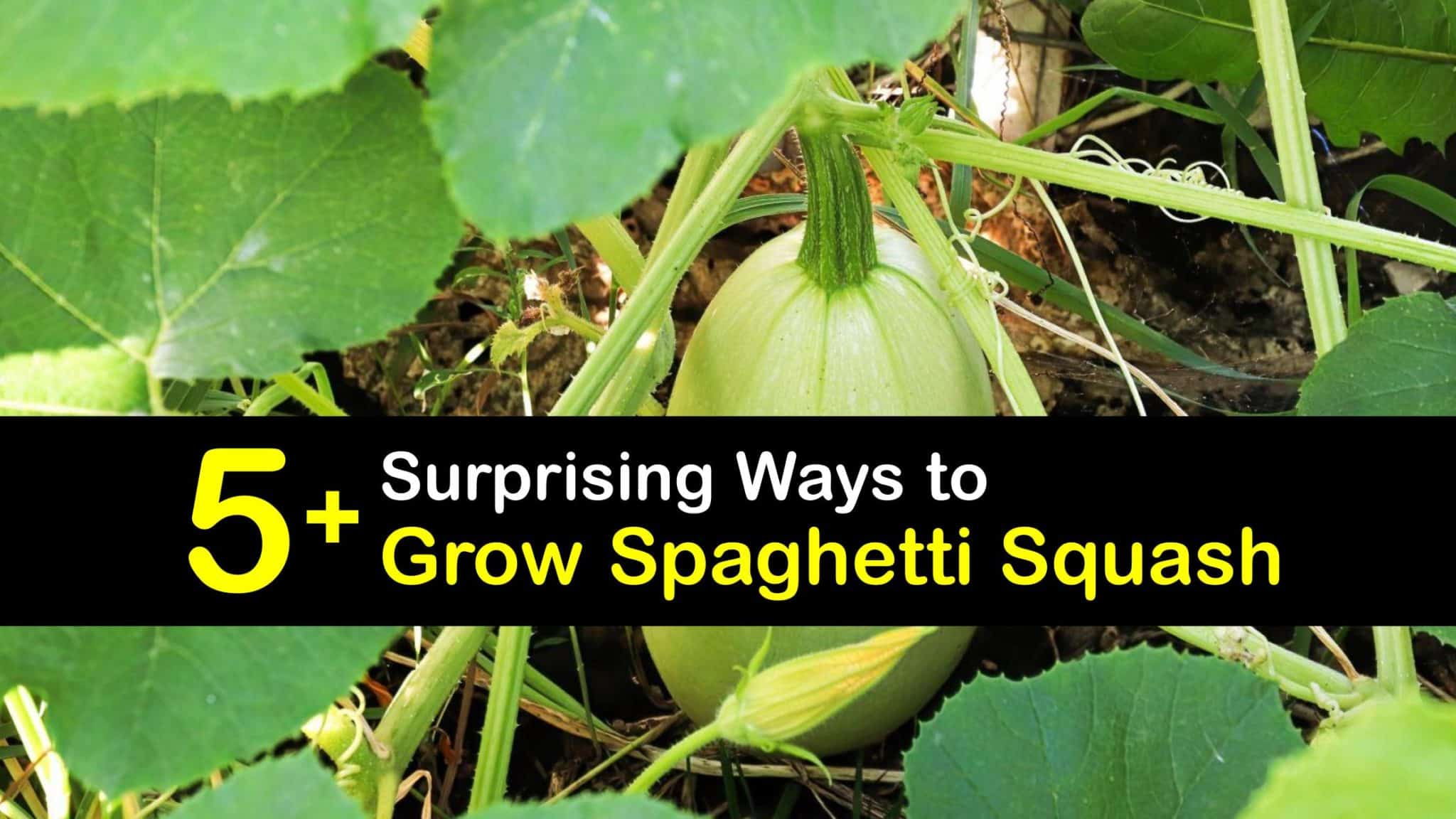Grow Spaghetti Squash Plants Clever Tips for Planting Spaghetti Squash