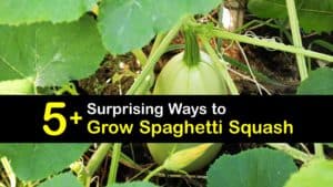 How to Plant Spaghetti Squash titleimg1