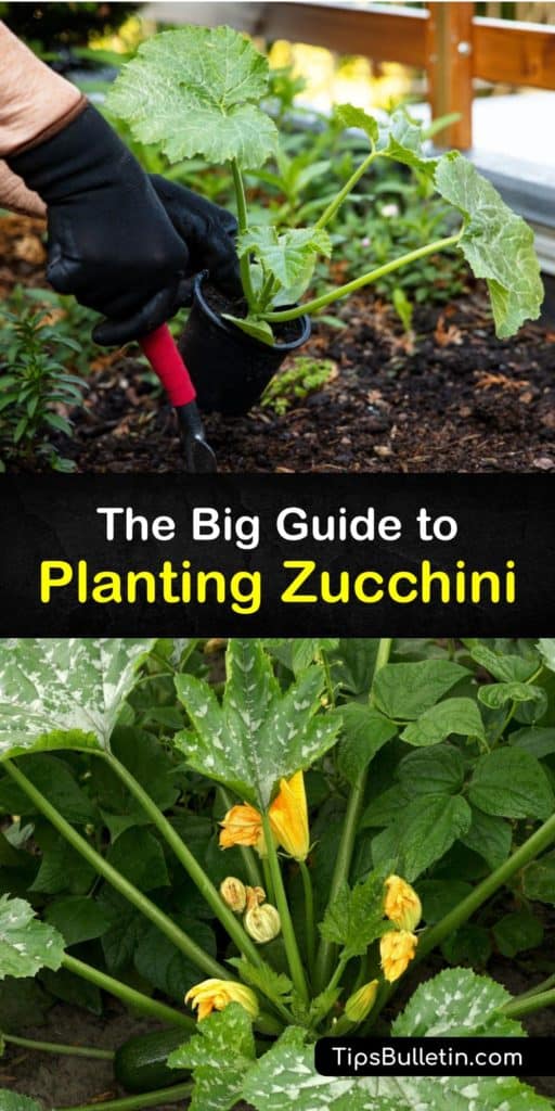 Discover how to grow and care for zucchini plants in the home garden. This summer squash is easy to plant and a great addition to the vegetable garden. However, pollinators are essential to pollinate the female flowers from the male flowers to produce fruit. #howto #planting #zucchini #grow