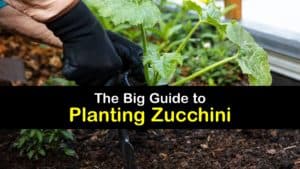 how to plant zucchini titleimg1