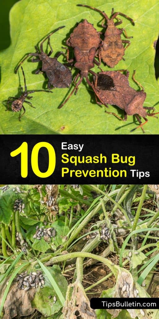 Find out how to prevent the squash vine borer, also known as Anasa tristis or cucumber beetle, from laying its squash bug egg and destroying your squash plant. Use easy at home items like neem oil to beat this bug and treat powdery mildew as a bonus. #prevent #squash #bugs