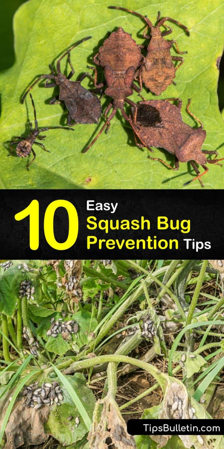 Preventing Squash Bugs Awesome Ways to Deter Squash Bugs