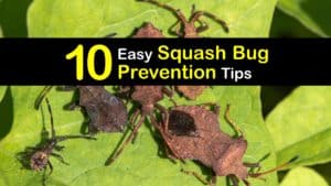 How to Prevent Squash Bugs titleimg1