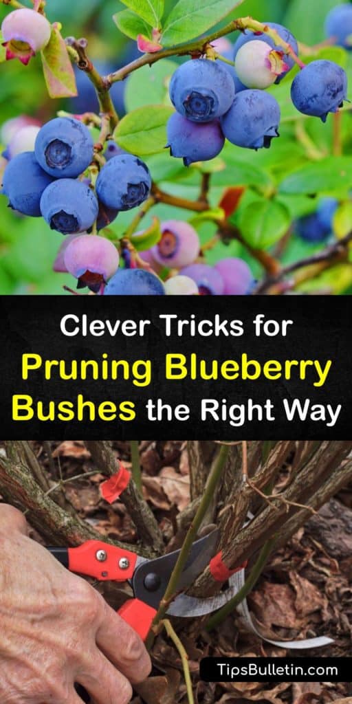 Proper maintenance for growing blueberry bushes requires yearly pruning of the oldest canes to help blueberry plants grow. Learn all you need to know about pruning blueberry plants, including what fruit buds to look out for and what to do with first year branches. #blueberries #pruning #gardening