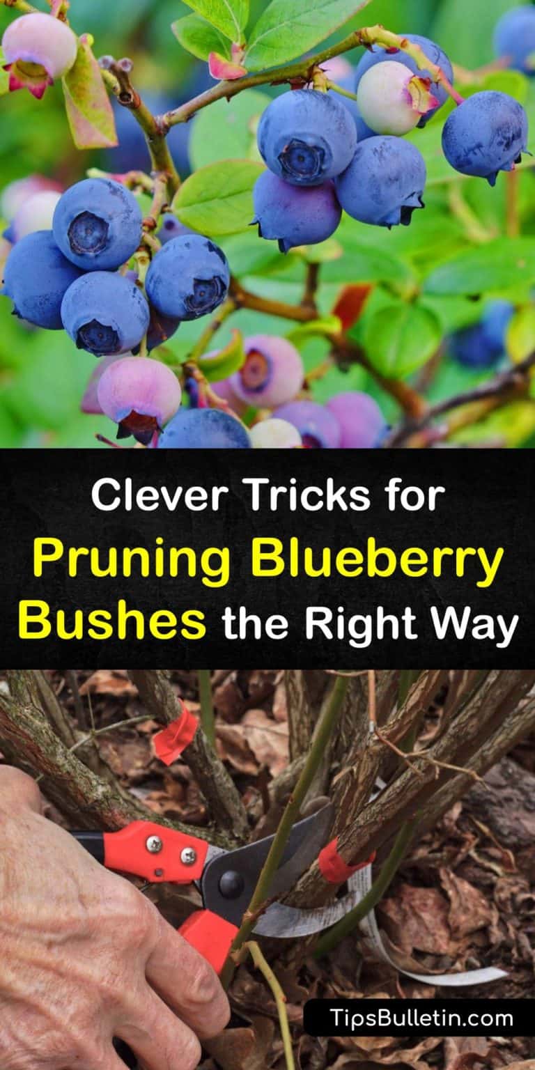 Blueberry Bush Pruning Trimming Guide for Blueberries