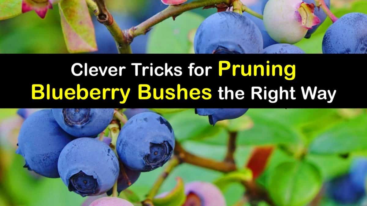 Blueberry Bush Pruning Trimming Guide for Blueberries