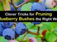 How to Prune Blueberries titleimg1