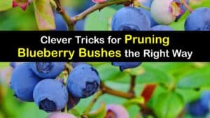 How to Prune Blueberries titleimg1