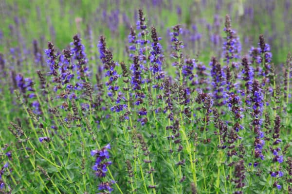 Hyssop attracts beneficial pollinators.