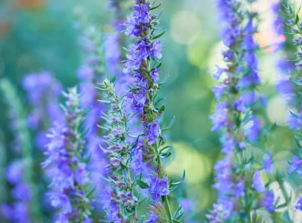 Hyssop is a pretty, low-growing flower.