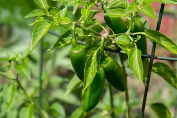 Jalapenos grow well with ground cherries.
