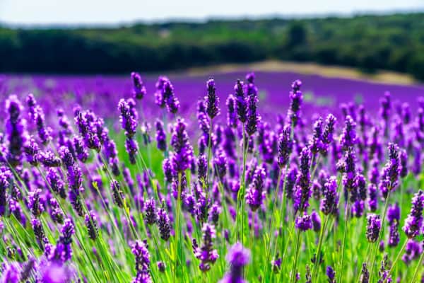 Humans enjoy the scent of lavender but squash bugs don't.