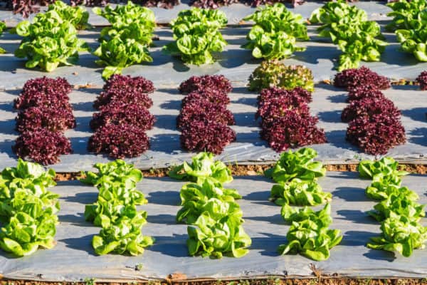 Growing lettuce is easy and fruitful.