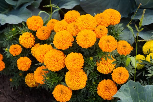Since they repel a variety of pests, marigolds are welcome plant companions.