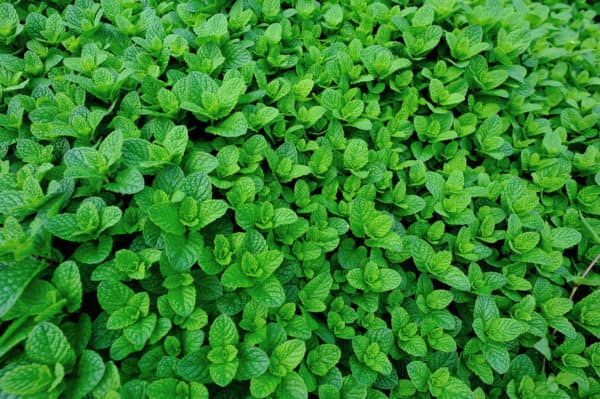 The intense odor of mint repels many pests from the garden.
