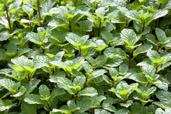 Mint is easy to grow and prolific.