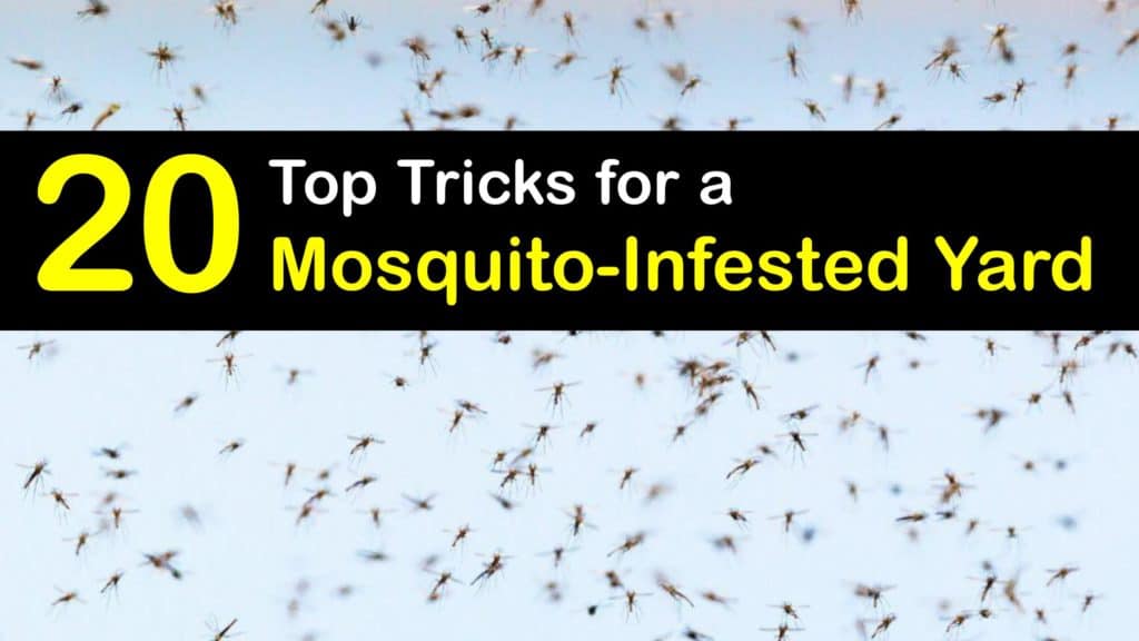 Mosquito Infestation titleimg1
