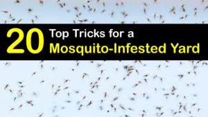 Mosquito Infestation titleimg1