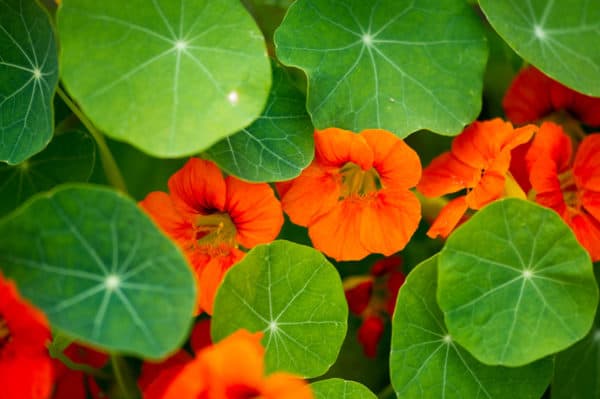 Nasturtiums are a trap crop - attracting bugs from other plants.