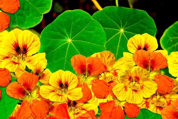 Nasturtiums are a pretty trap crop to grow near squash.