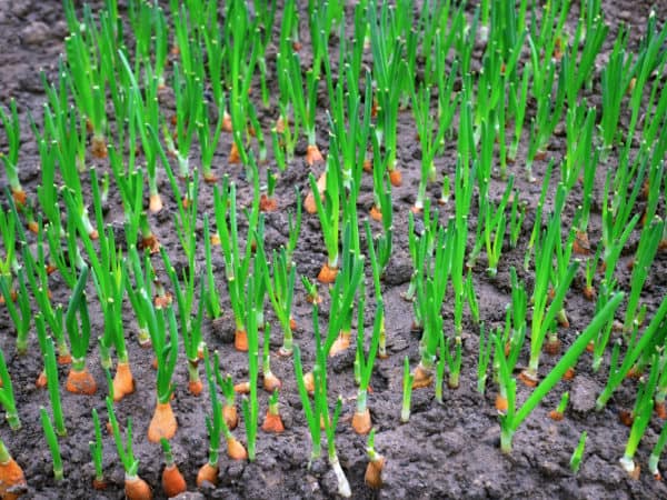 Onions are an allium that is ideal to plant in April.