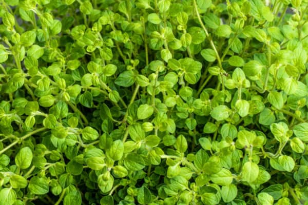 Oregano is a great herb to plant near squash.