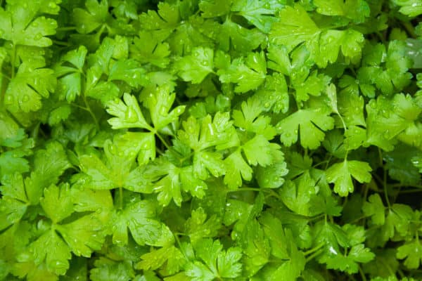 Repel flea beetles when growing parsley with ground cherry plants.