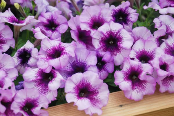 Petunias are beautiful, easy-growing flowers.