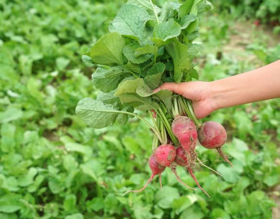 Radish roots break up the soil so other plants grow better.