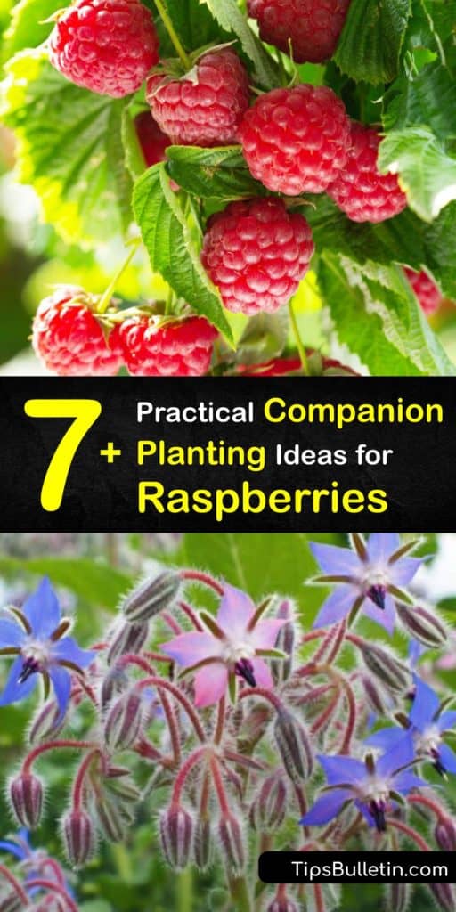 Learn about several beneficial plants to add to your garden to help the growth of your raspberry plants. Garden staples like marigolds and radishes are great companion plants to fend off pests like aphids and Japanese beetles. #raspberry #companion #plants #gardening