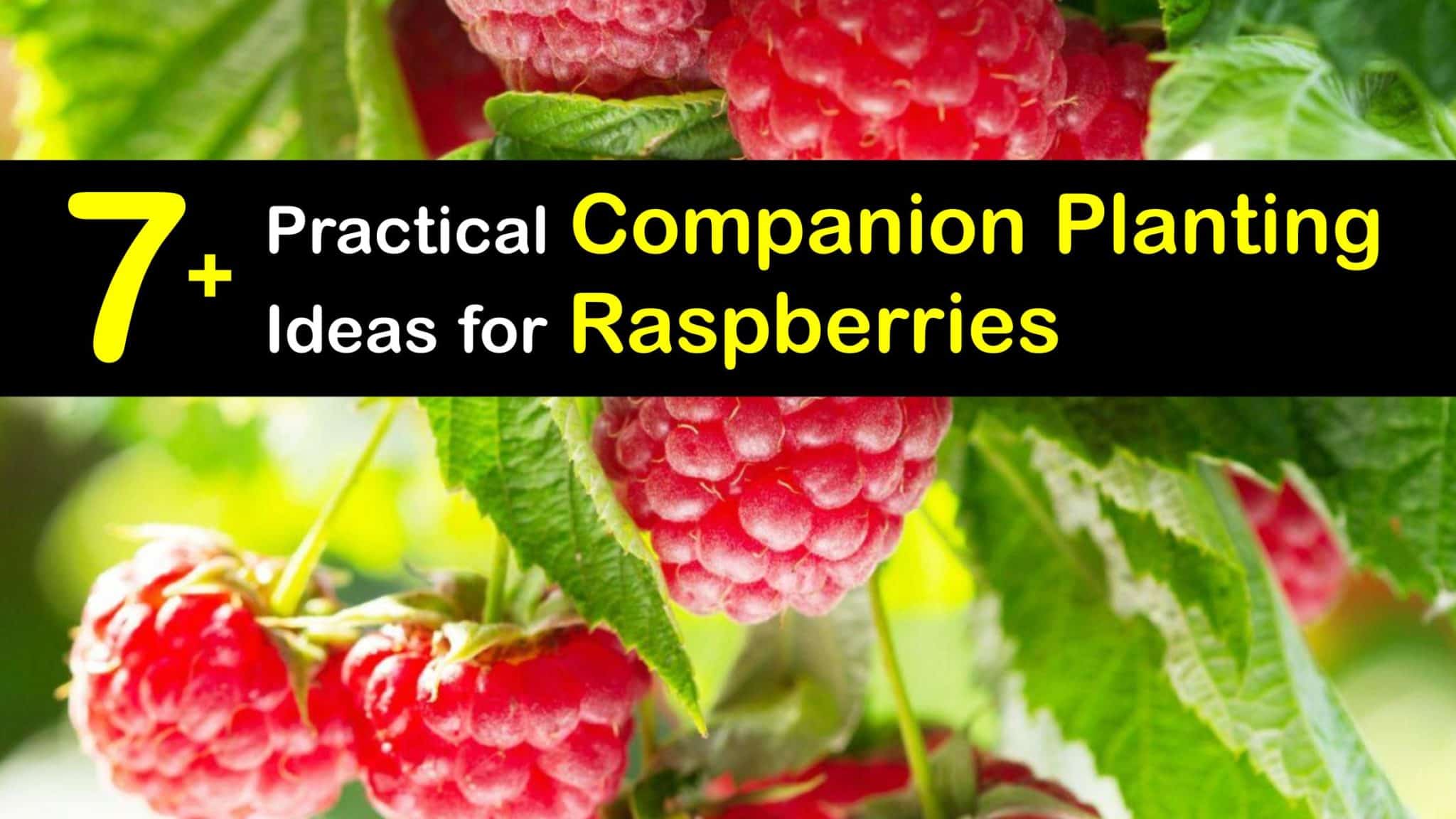 Raspberry Bush Plant Companions - What Grows Well with Raspberries
