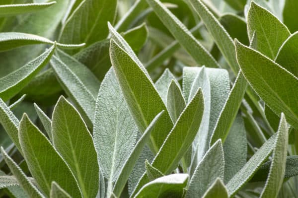 Sage is a delightful perennial herb.