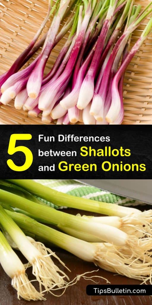 Various members of the onion family share certain qualities like the flavor of red onions and leeks and the appearance of chives and scallions. Still, once you learn the differences between shallots and green onions, you'll never confuse the two again. #shallots #green #onions