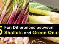 Shallots vs Green Onions titleimg1