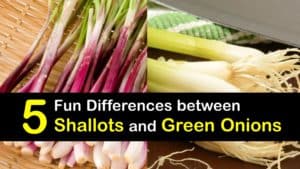 Shallots vs Green Onions titleimg1